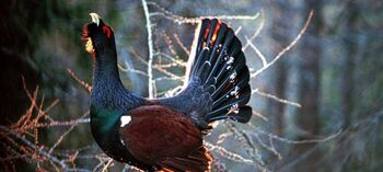 Fotografska razstava Marka Pogačnika: Bogastvo našega okolja