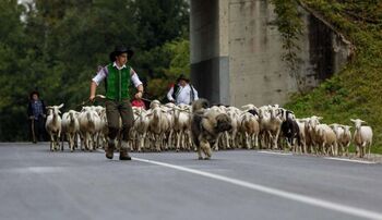 Ovčarski bal na Zatrniku