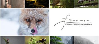 Narava ne pozna meja: Razstava Domenica Ferrare o živalih v Julijskih Alpah