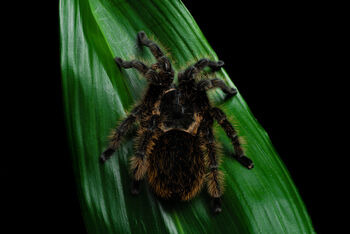 Kaj eksotične živali delajo ponoči?