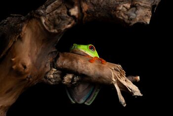 Kaj eksotične živali delajo ponoči?