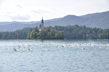 Blejski plavalni izziv