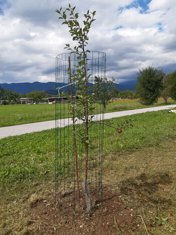 Delavnica rez sadnega drevja in jagodičevja