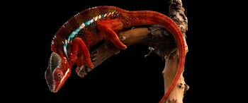 Dan odprtih vrat v Mini Zoo Čudežne zverinice - Magical beasts