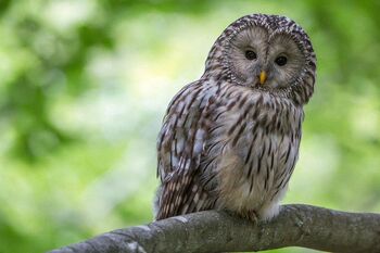 KINO naravoljubni: Bojevita kraljica noči