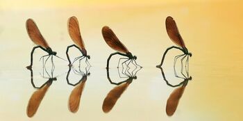 Odprtje fotografske razstave: Narava Slovenije in Bojevita kraljica noči