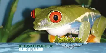 Otroško poletje: Spoznajte Čudežne zverinice