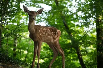 Kino naravoljubni: Bambi: življenjska pot v gozdu