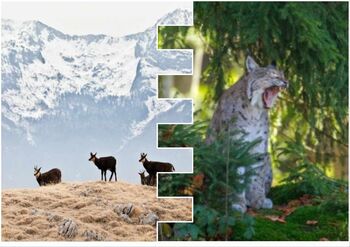 Predavanji: Raziskave gamsov v TNP in Ris v Julijskih Alpah