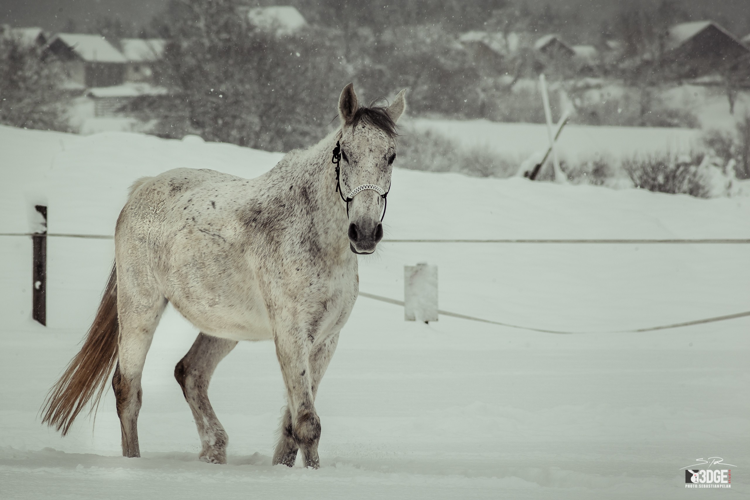 3DGE Studio d.o.o. PE Dolenjska