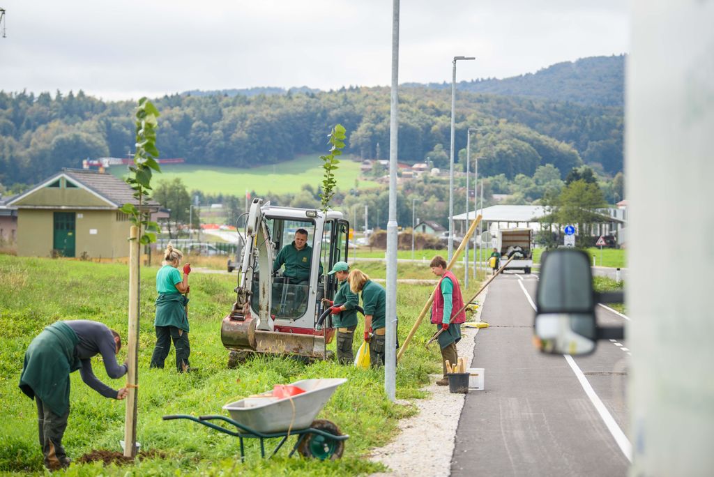Zahodno obvoznico Ivančna Gorica krasi nov lipov drevored