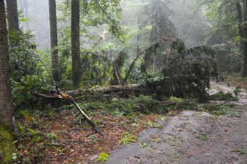 FOTO: Veter odkrival strehe in lomil drevesa