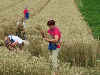 Osemnajsta žetev v Kitnem Vrhu