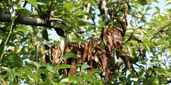 Obvestilo o pojavu rastlinske bolezni – hrušev ožig v naši občini