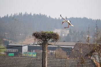Vrnitev štorkelj v okolju prijazno občino Ivančna Gorica Vrnitev štorkelj v okolju prijazno občino Ivančna Gorica