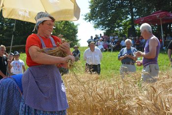 Na Kitnem Vrhu bodo želi pšenico s srpi