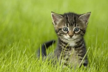 Javni poziv občanom za sterilizacijo lastniških mačk in kastracijo lastniških mačkov v letu 2019