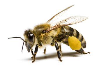 Vabljeni na predavanje o čebelarstvu dr. Petra Kozmusa