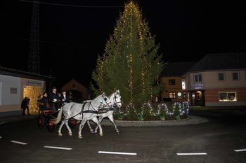 Praznične smreke za okrasitev Ivančne Gorice