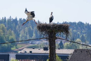 Rojstvo štorkelj v Ivančni Gorici: Ko iz majhnega zraste veliko...