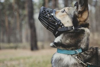 Poziv lastnikom psov