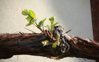 Vinogradniki iz Debelega hriba prejemniki cepiča najstarejše trte na svetu