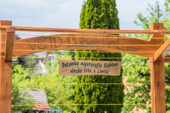 Na Debelem hribu zasadili potomko najstarejše trte na svetu