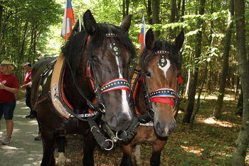 Jubilejni 20. pohod Društva prijateljev konj Višnja Gora