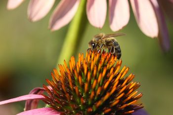 V ŽIVO ob 12. uri: Okrogla miza na temo: Obletnica razlastitve Svetovnega dneva čebel