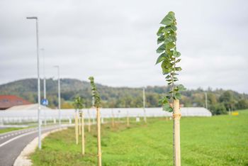 Zahodno obvoznico Ivančna Gorica krasi nov lipov drevored