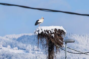 Ivanška štorklja ena tistih, ki bo prezimila v domačem kraju