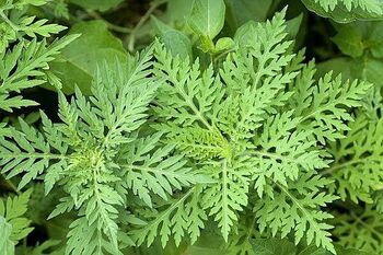 Ambrozija - tujerodna alergena invazivka; poziv k odstranjevanju