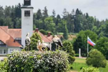 Trojček štorkelj ob 30-letnici občine
