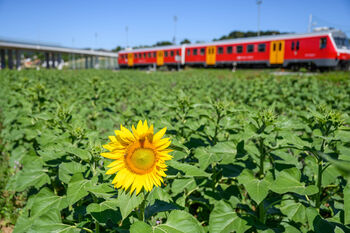 Prvi cvetovi sončnic že pozdravljajo mimoidoče ob železniški progi