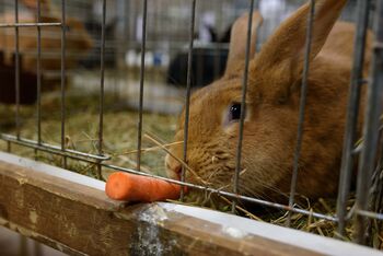 26. društvena razstava malih živali na Muljavi