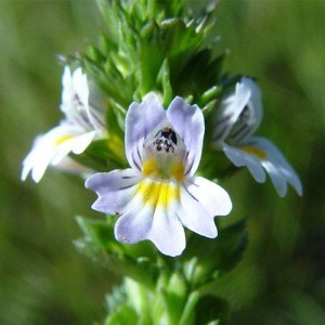 Smetlika (Euphrasia officinalis)