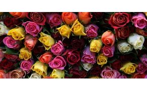 CVETLIČARNA ZVONČEK, FRIDA BIJEC S.P.