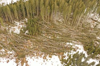 Obvestilo lastnikom gozdov - nujno ukrepanje po vetrolomu