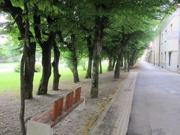 Arboristična nega dreves v grajskem parku