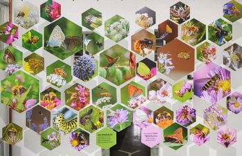 Svet opraševalcev v Čebelarskem muzeju