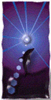 TEAM STORITVE D.O.O.