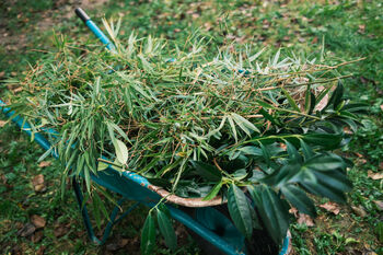 Prvi semafor invazivnosti okrasnih rastlin za odgovorno izbiro rastlin za vrtove in javne zelene površine