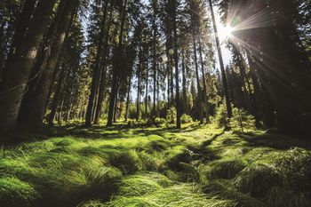 Kratkotrajne zapore ceste na Pokljuki – 28. 6. 2020