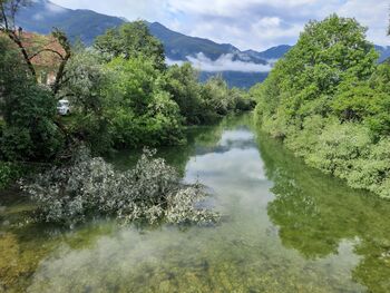 Preglejte stanje svojih dreves!
