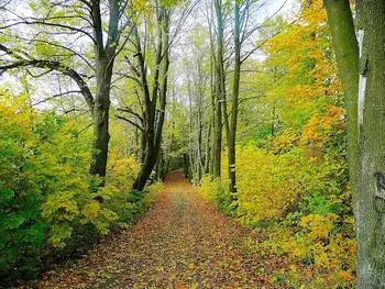 Predlog režima uporabe gozdnih cest V Voje (G021570), Stara Fužina – Planina Blato (G022300) in Planina Blato - Vogar (G022440)