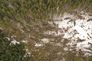 Obvestilo lastnikom gozdov – nujno ukrepanje po vetrolomu