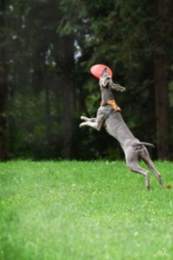 Pasji dnevi - predavanja za (bodoče) lastnike psov