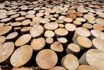 Predstava: Grenki sadeži pravice - premiera