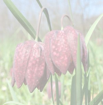 Očistimo Trzin 2019