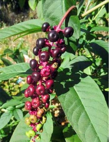 Predavanje o navadni barvilnici